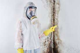 Why You Should Choose Our Mold Remediation Services in South Creek, WA